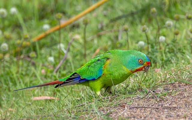 Swift Parrot reference