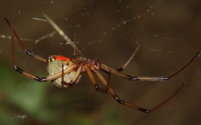 Brown Widow reference