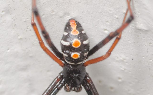 Southern Black Widow reference
