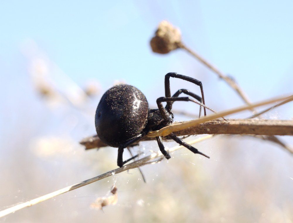 Mediterranean Black Widow reference