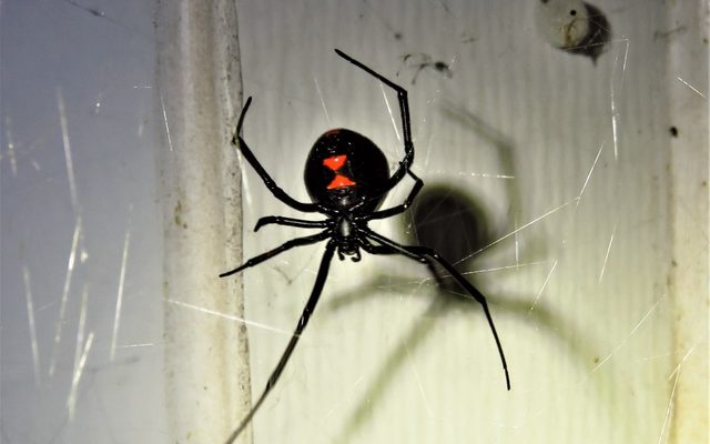 Northern Black Widow reference