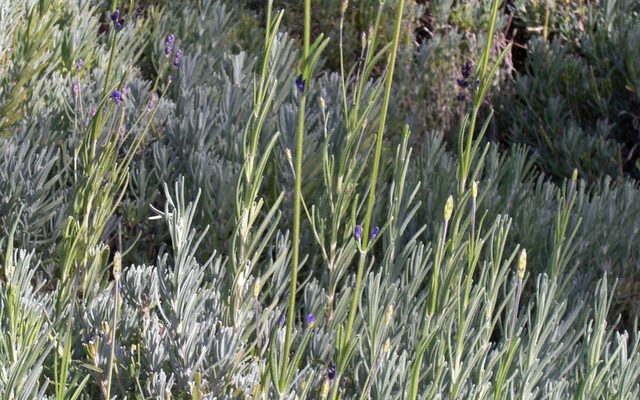 English Lavender reference