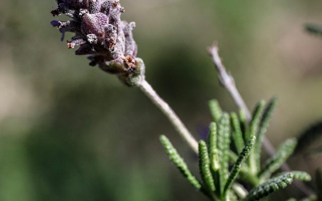 French Lavender reference
