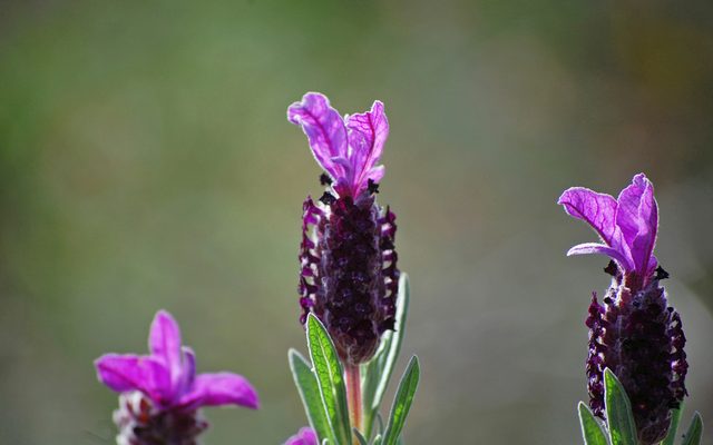 Spanish Lavender reference