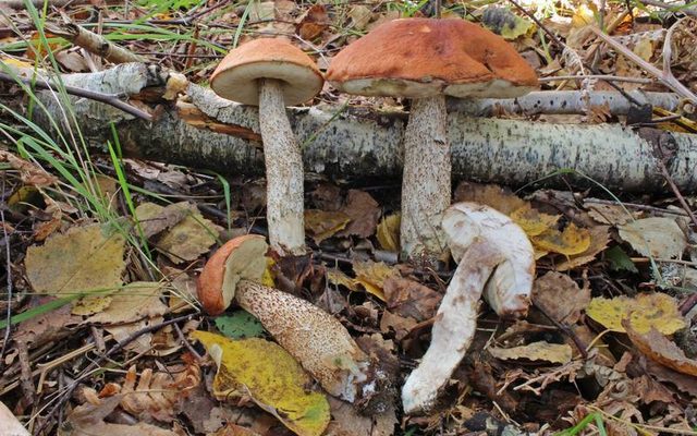 Orange Oak Bolete reference