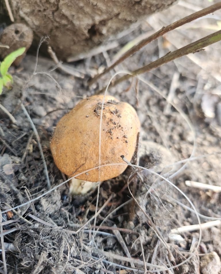 aspen bolete reference