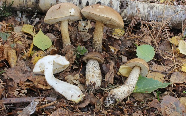 Birch Bolete reference