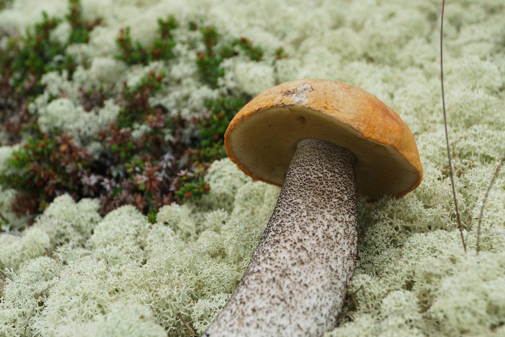 Orange Birch Bolete reference