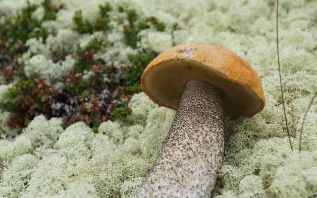 Orange Birch Bolete reference
