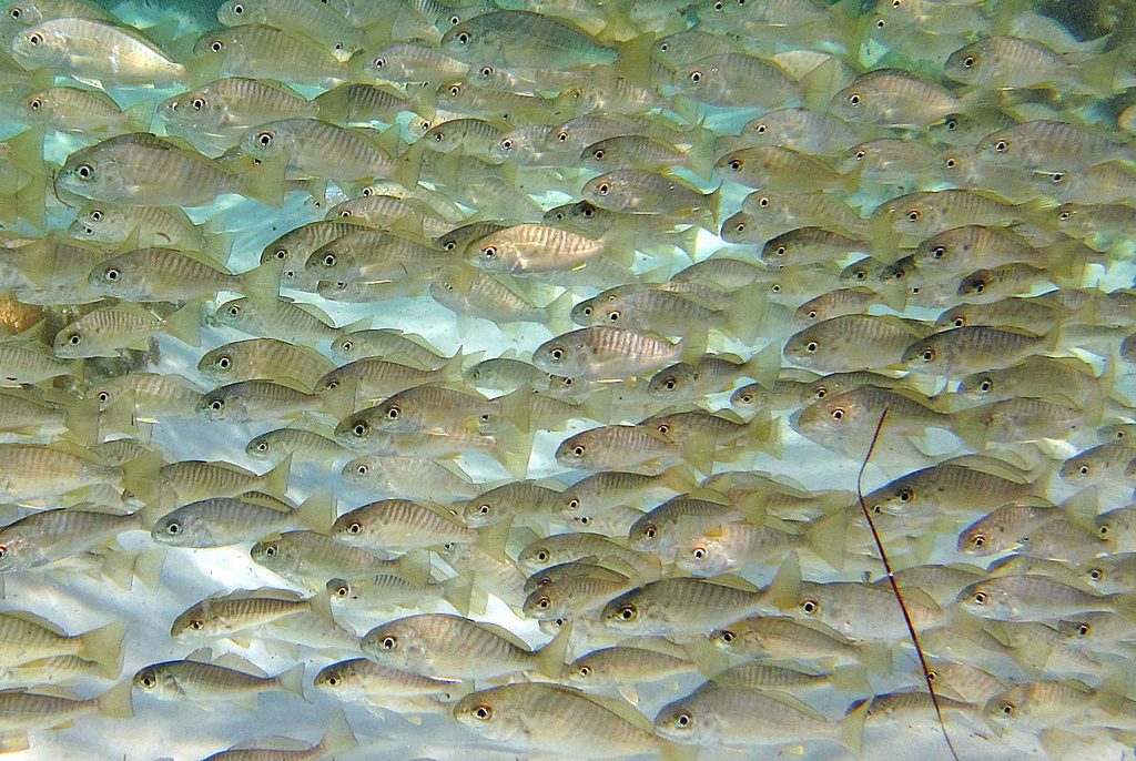 Spot Croaker reference