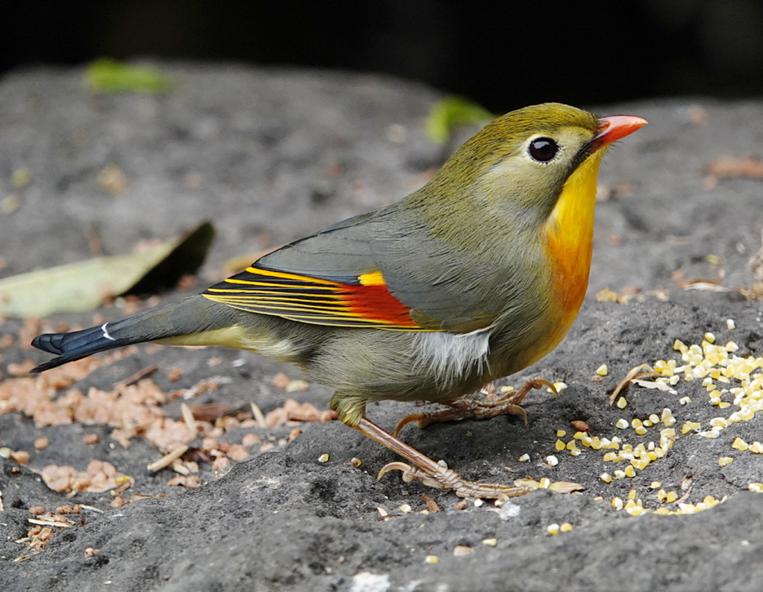 Pekin Robin reference