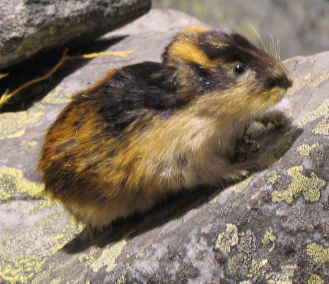Norway Lemming reference