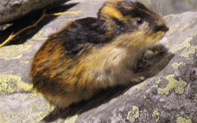 Norway Lemming reference