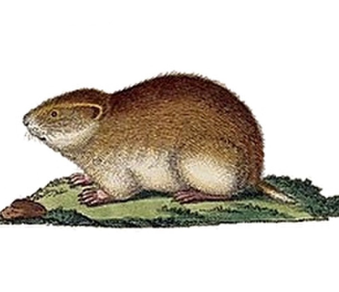 Siberian Lemming reference
