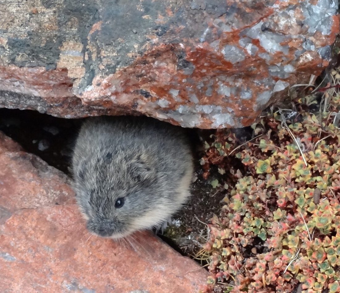Brown Lemming reference