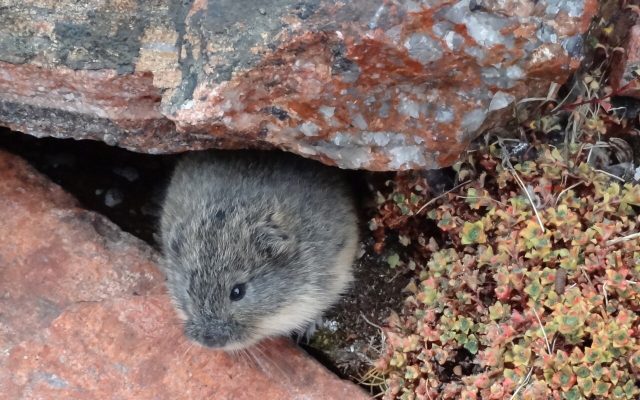 Brown Lemming reference
