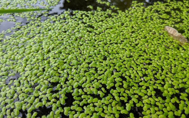 Common Duckweed reference