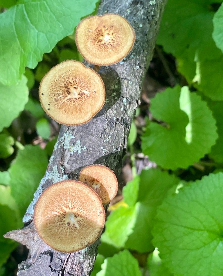 Hexagonal-pored Polypore reference