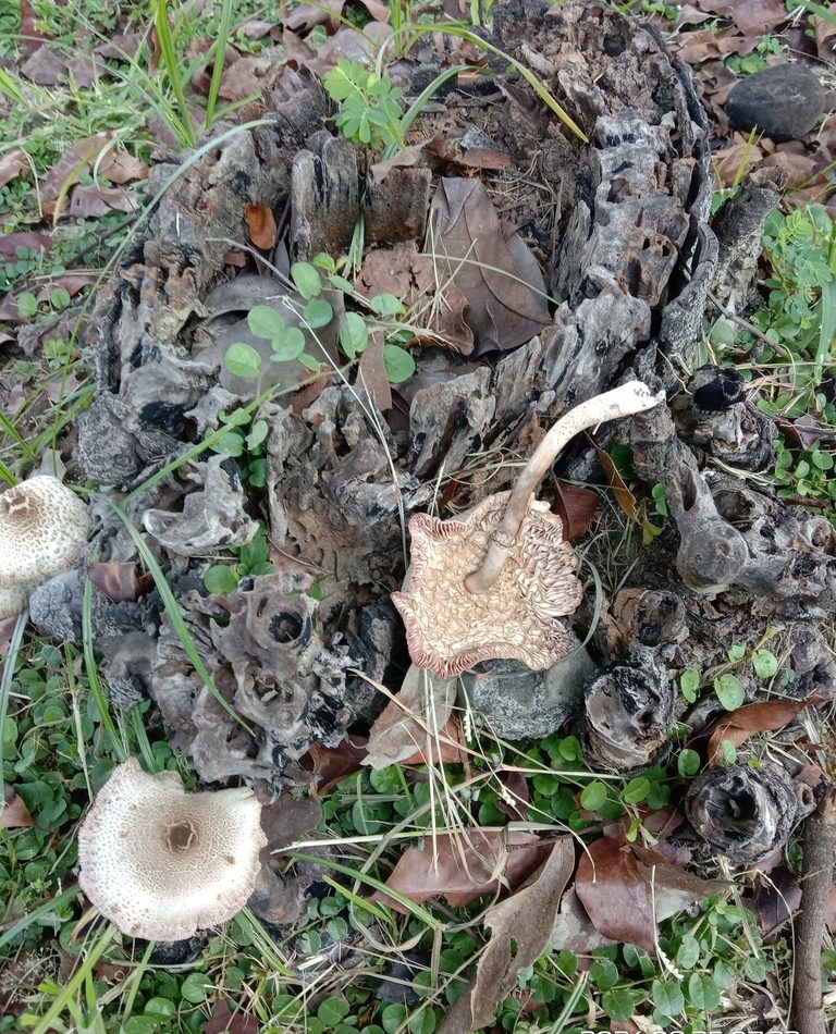 Lentinus Mushroom reference