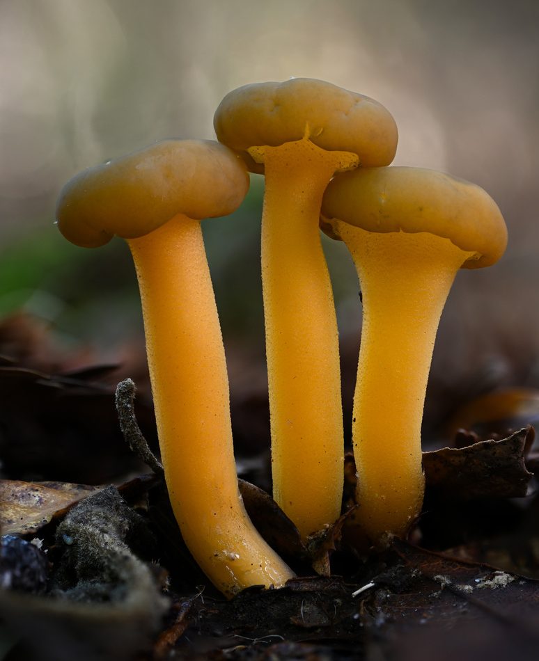 Ochre Jelly Club reference