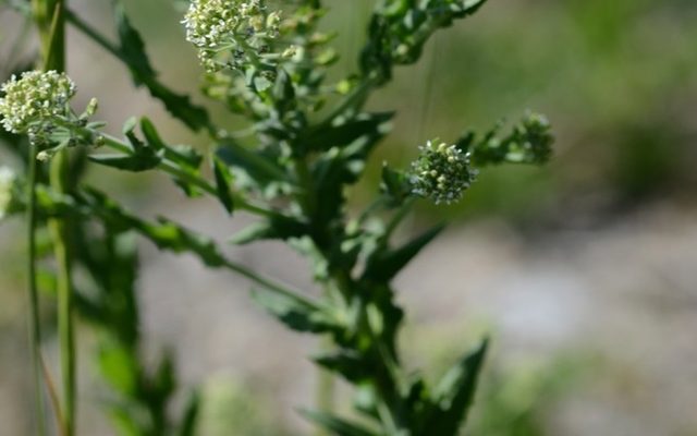 Field Pepperweed reference