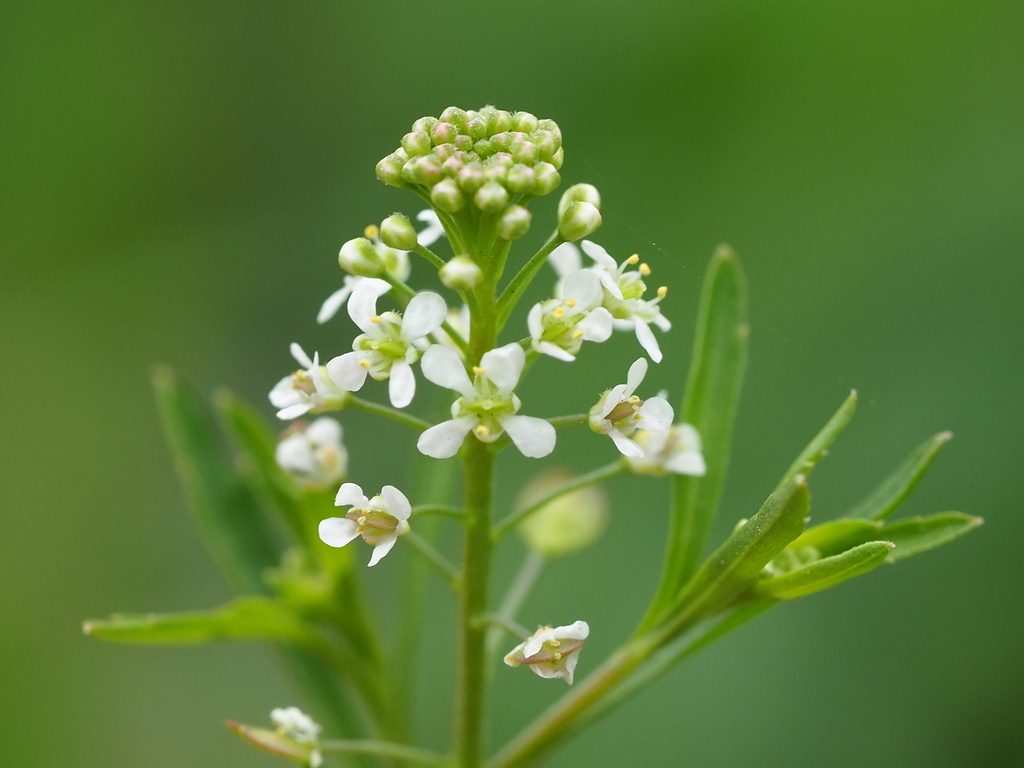 Virginia pepperweed reference