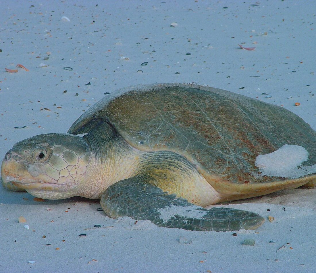 Kemp's Ridley reference