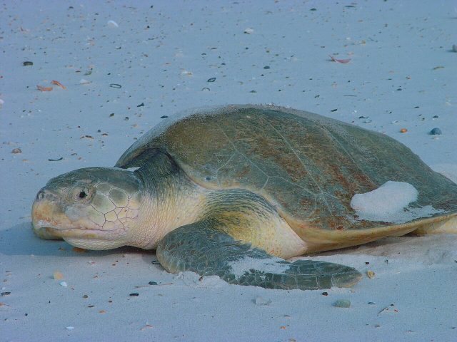Kemp's Ridley Sea Turtle reference
