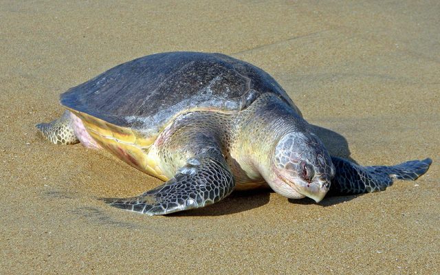 Olive Ridley reference