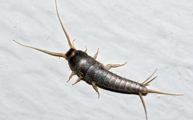 Common Silverfish reference