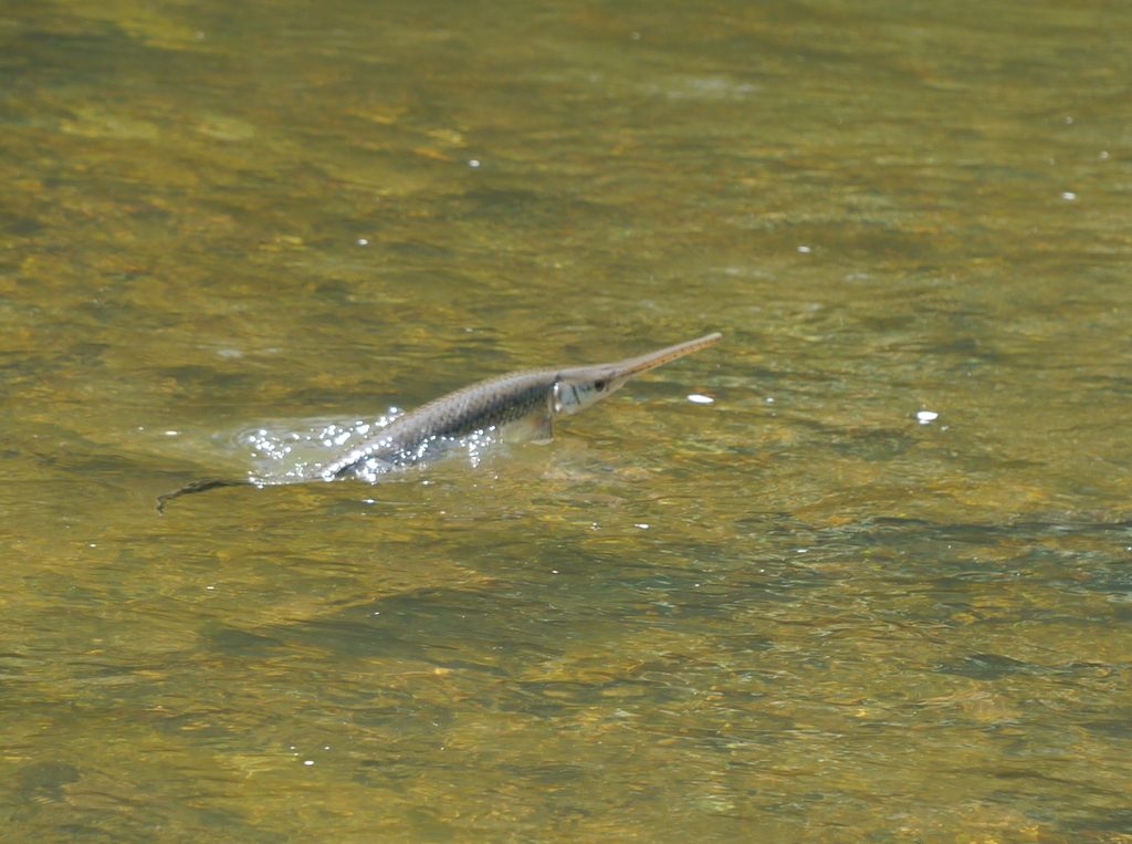 Longnose Gar reference