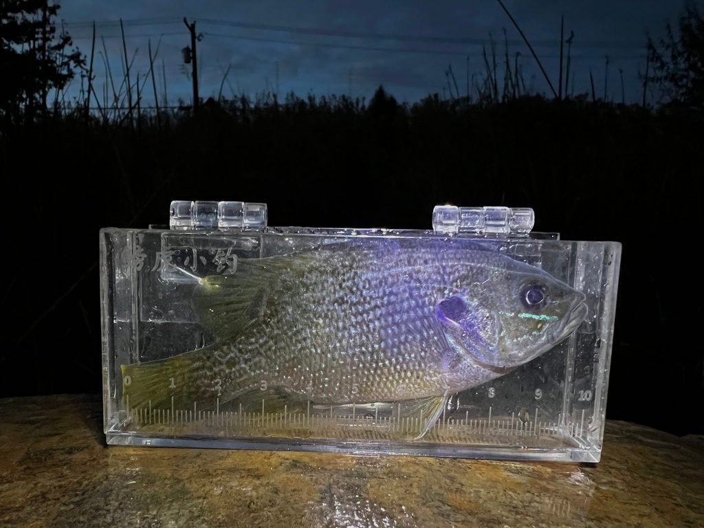Green Sunfish reference