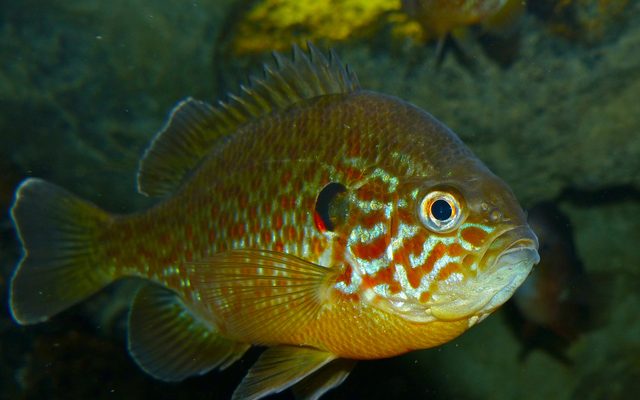 Pumpkinseed reference