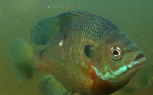 Bluegill reference