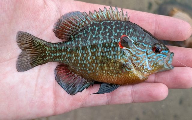 Longear Sunfish reference