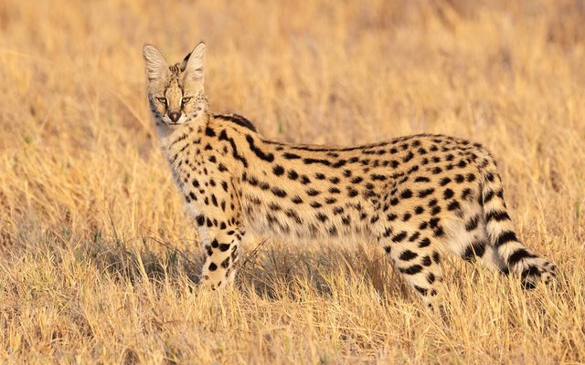Serval reference