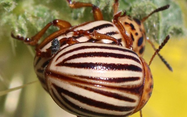 Colorado Potato Beetle reference
