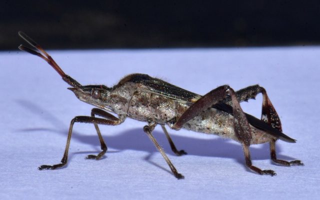 Western Leaf-Footed Bug reference