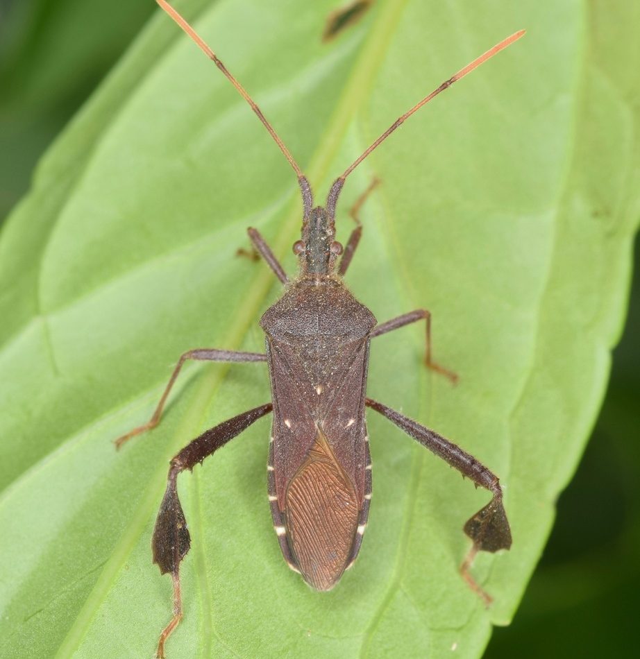 Leptoglossus oppositus reference