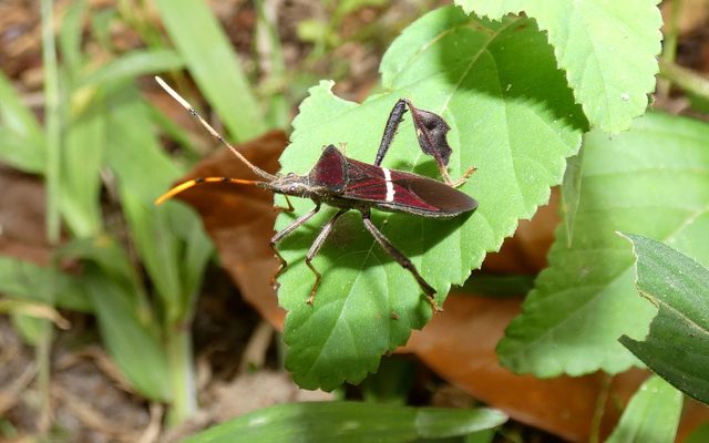 Eastern Leaf-Footed Bug reference