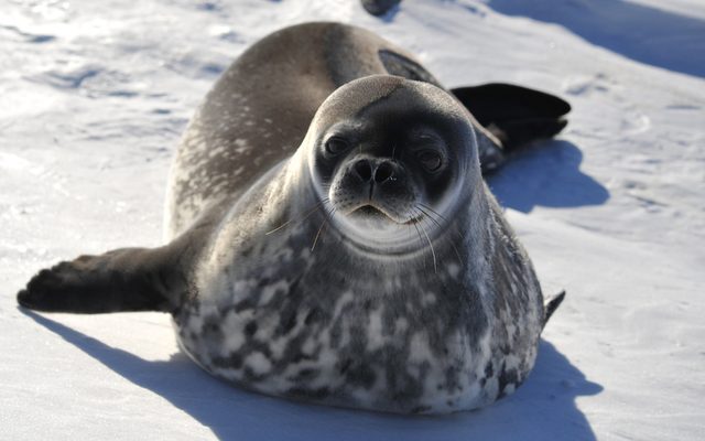 Weddell Seal reference