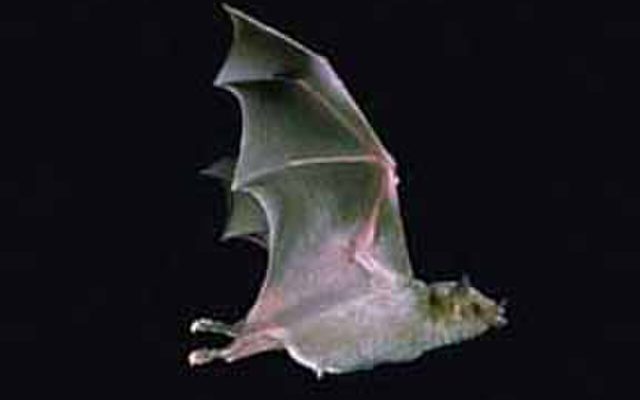 Greater Long-nosed Bat reference