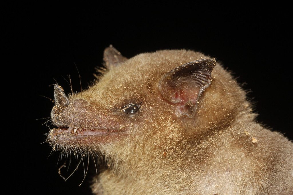 Lesser Long-nosed Bat reference