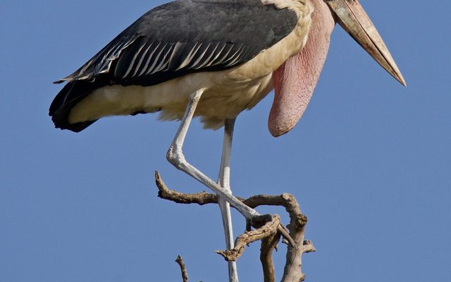 Marabou Stork reference