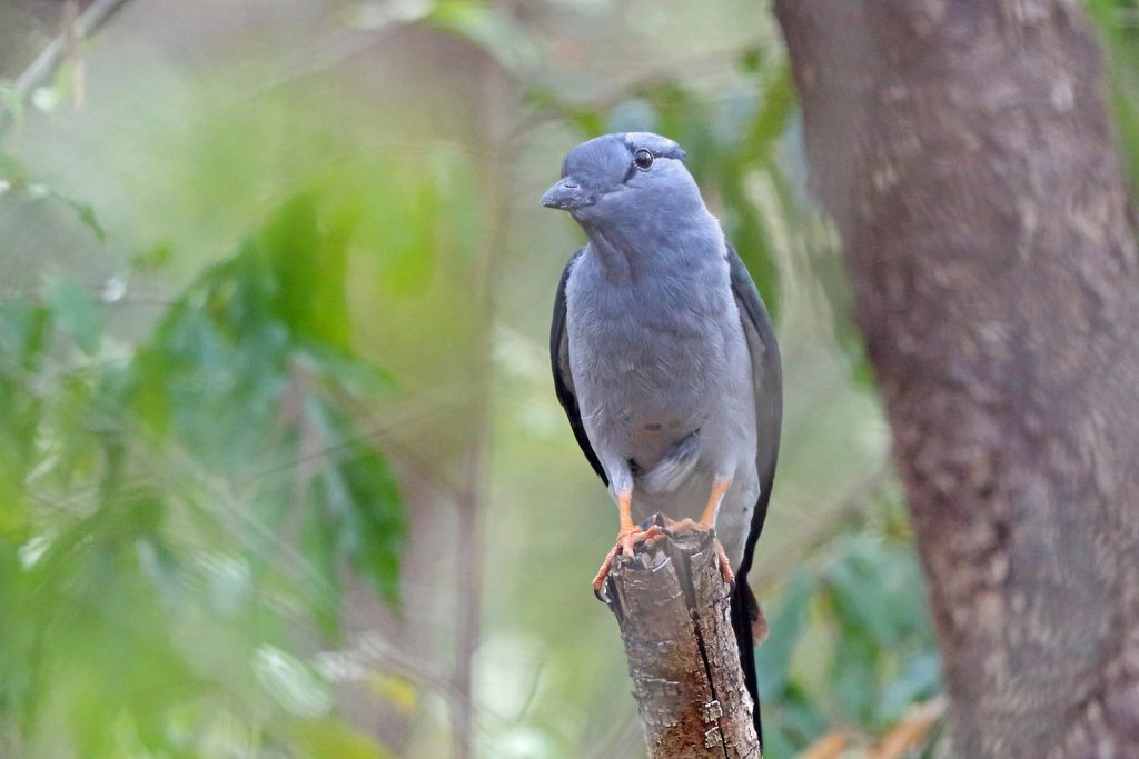 Madagascar Cuckoo-roller reference