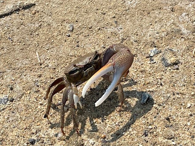 Atlantic Sand Fiddler Crab reference