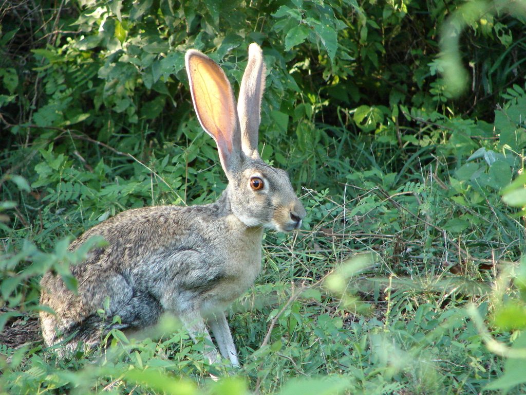 Antelope Jackrabbit reference
