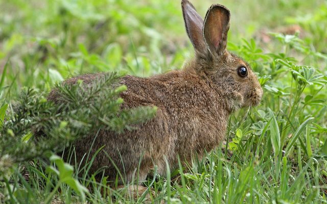 Snowshoe Hare reference