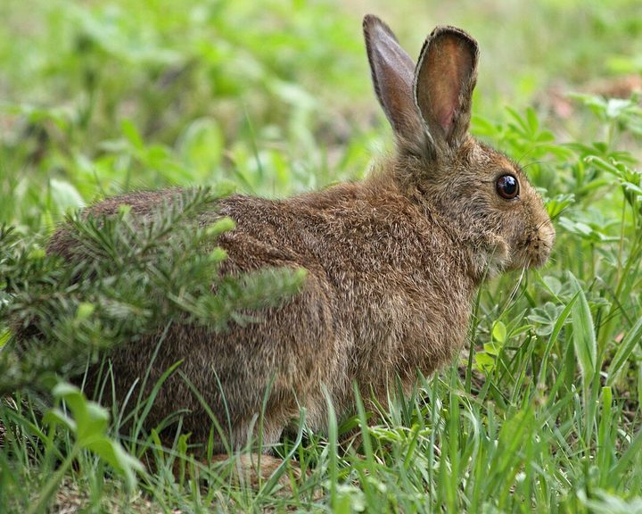 Snowshoe Hare