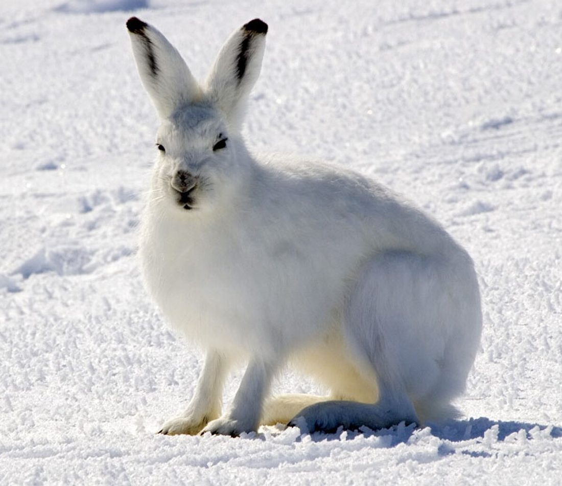 Arctic Hare reference